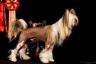 Sky Miracle Nibori Chinese Crested