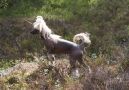 Ikea Chinese Crested