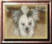 In A Newyork Minute N'Co. Chinese Crested