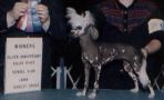 Silver Bluff China V Filosiphi Chinese Crested