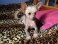 Adonis Gift Of Fortune Chinese Crested