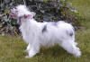 Debe's Lilly Of The Valley Chinese Crested