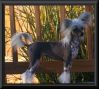 Leewin's Home Run At Baldpark Chinese Crested