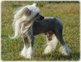 Eternal For Mady's Love Chinese Crested