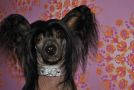 Shivery Lin Yi Chinese Crested