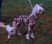 Ca Canny's Jollyjumper Chinese Crested