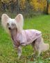 Pearlylove Simsalabim Chinese Crested