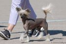 Happy Dancing Favorite Gorgeous Chinese Crested