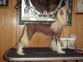 Blanch-O's Gold Digger Chinese Crested