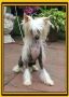 Zucci Dreamkeeper Chinese Crested