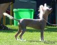 Topgrade Caprice Chinese Crested