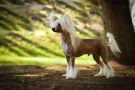 Forseti's Fine'N'Dandy Chinese Crested