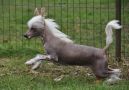 Hanglique Little Champs Chinese Crested