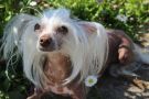 Sky Miracle Valentinka Chinese Crested