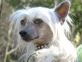 Wanrods Jrf Ga On My Mind Chinese Crested