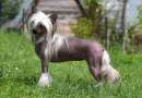 Just One Original Jemalle Chinese Crested