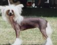 Zucci High On Style Chinese Crested