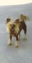 Saxor Honey Boo Boo Child Chinese Crested