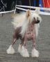 Inya Dreams Eye Catcher Chinese Crested