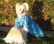 Shida Lil Surfer Girl Chinese Crested