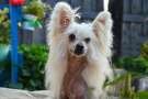 Mano Ponis Belcanta Chinese Crested