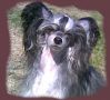 Mocci'z Jura Chinese Crested