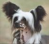 Zucci Highest Accolade Chinese Crested