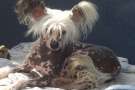 Falcon-Amigo Gold Anet Chinese Crested