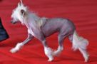 Tiffany Mares Sub-O-Divo Chinese Crested