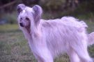 Ice Lolly Bos Bohemia Chinese Crested
