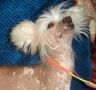 La Votre Bell Elf Chinese Crested