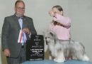 Edelweiss Over the Top at Showy Lady Chinese Crested