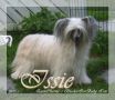 QuiinCharme's BlackieIceBaby Issie Chinese Crested