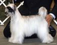 Pahlavi Mustang Sally Chinese Crested