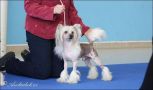 Casmai Standing Ovation Chinese Crested