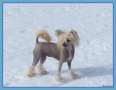 Beachcrest Proud Mary Chinese Crested