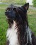 Barefax Here Comes Trouble Chinese Crested