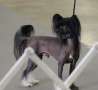 Jewels Midnight Dream Chinese Crested