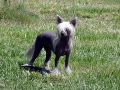 Unicorn's Risky Business, HL Chinese Crested