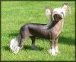 Sea Fire's Blended Blossom Chinese Crested