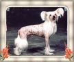 Belshaw's White Linen Chinese Crested