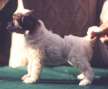 Rompford Wind E Knightie Chinese Crested