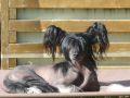 Jin Masago Black Diabolo Chinese Crested