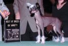 Pop Soprano Sanctuary Much Chinese Crested