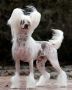 Vanitonia Unwrapped Chinese Crested