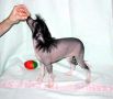 Rimabra's Even Sweeter Chinese Crested