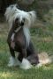 Desertwind Little Champs - Sire of Merit Chinese Crested