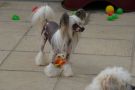 Keep it simple N'Co For Leibwache Chinese Crested
