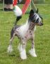 Day And Night De GabriTho Chinese Crested