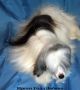 Irgen Gold Zabava Chinese Crested